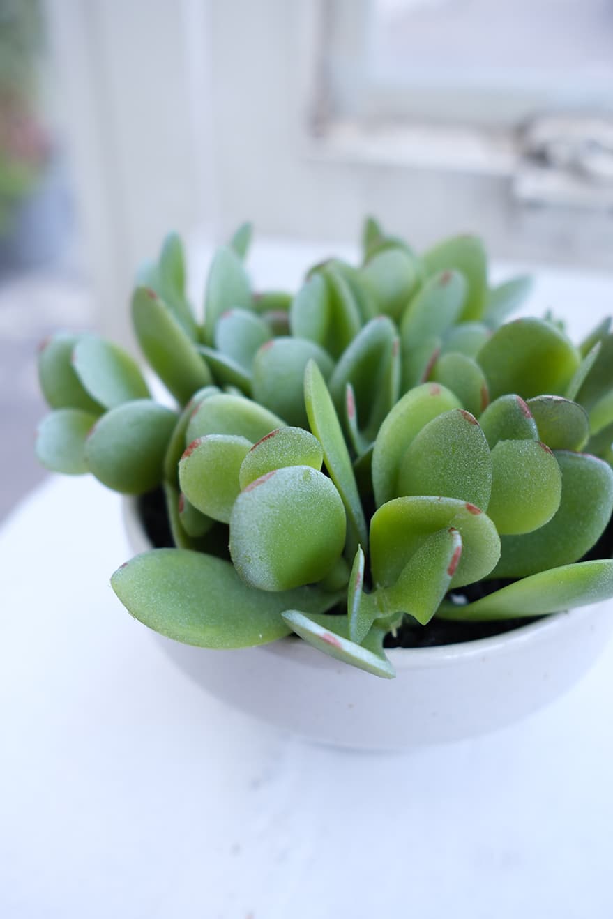 Decorative Items Product 3