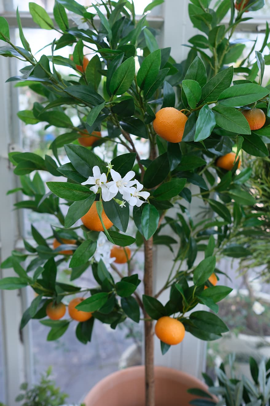 Fruit Plants Product 2