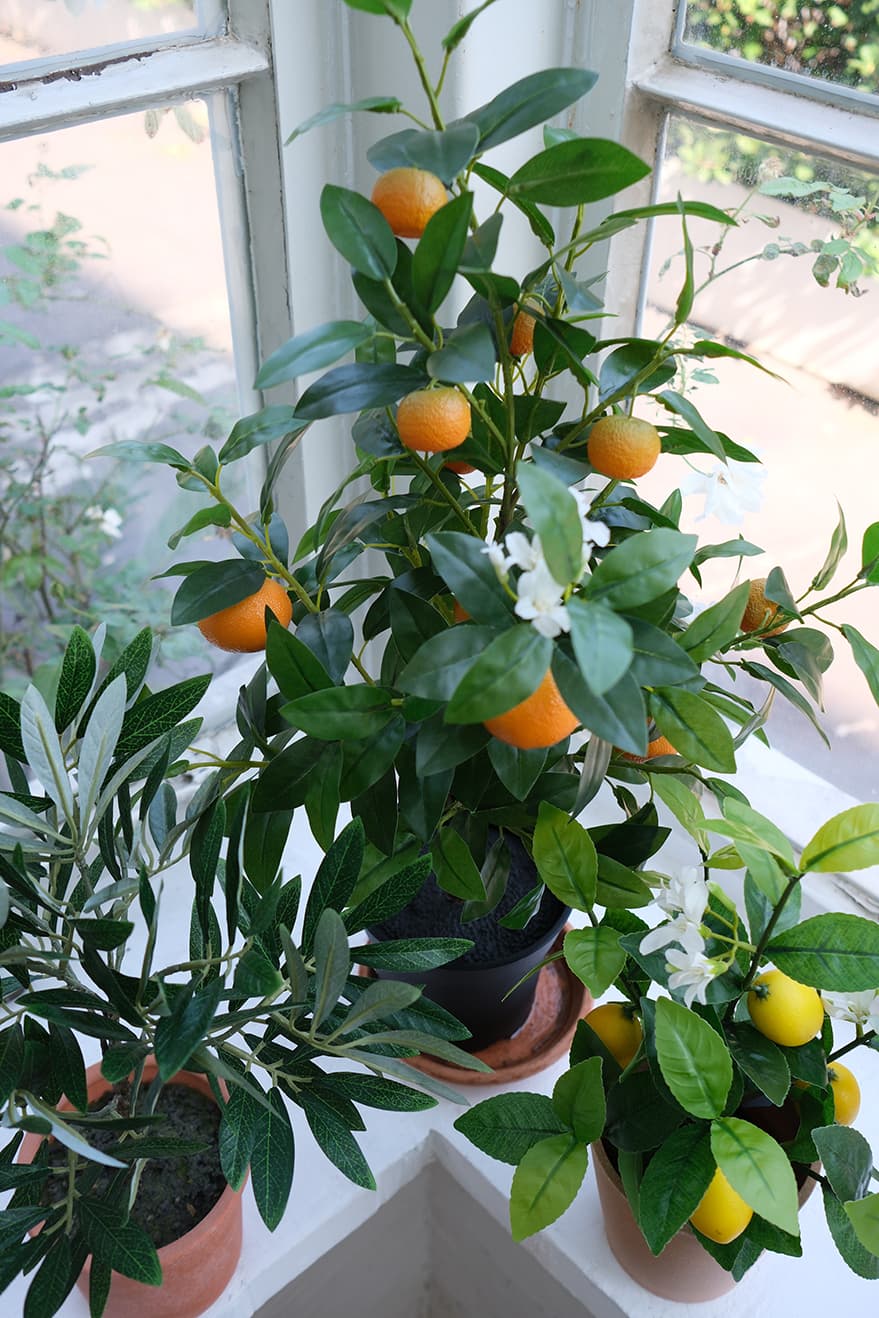 Fruit Plants Product 3