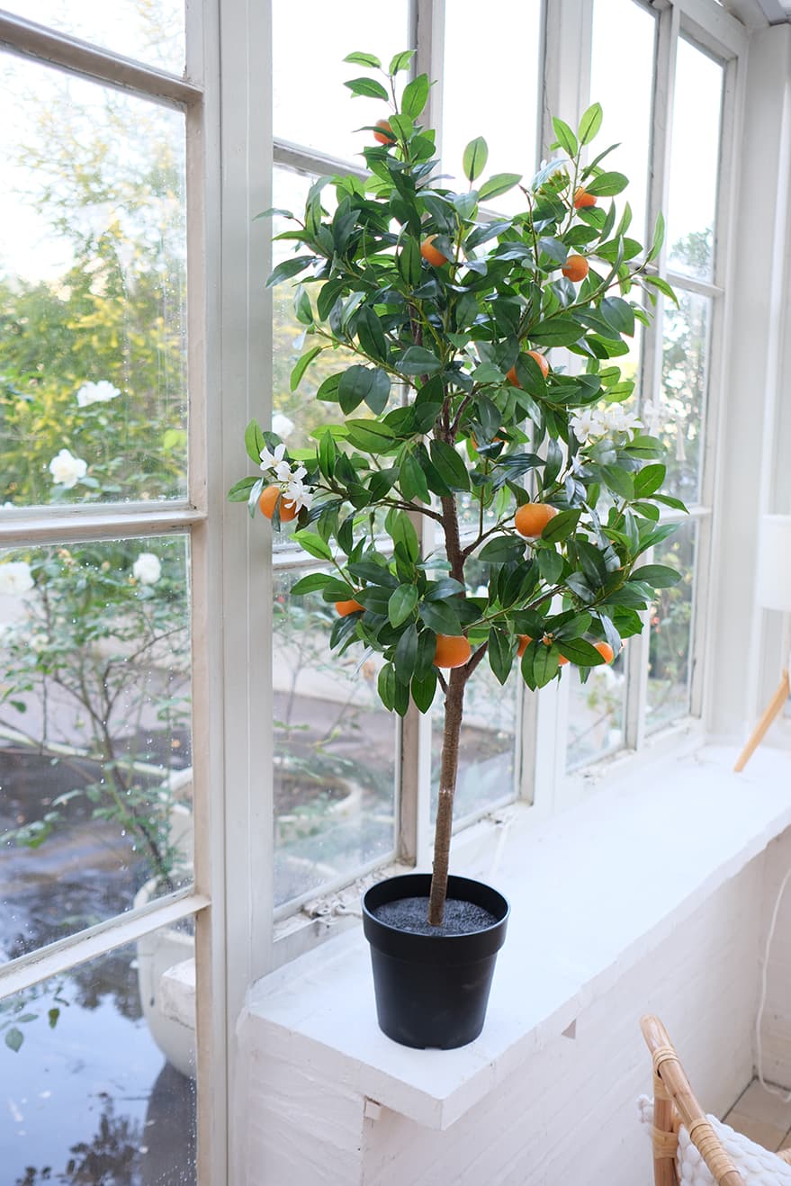 Fruit Plants Product 4