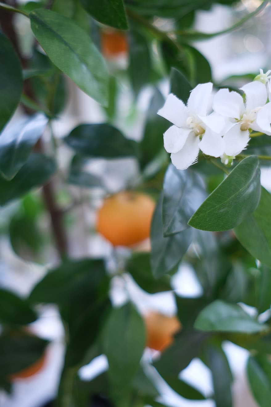 Fruit Plants Product 5