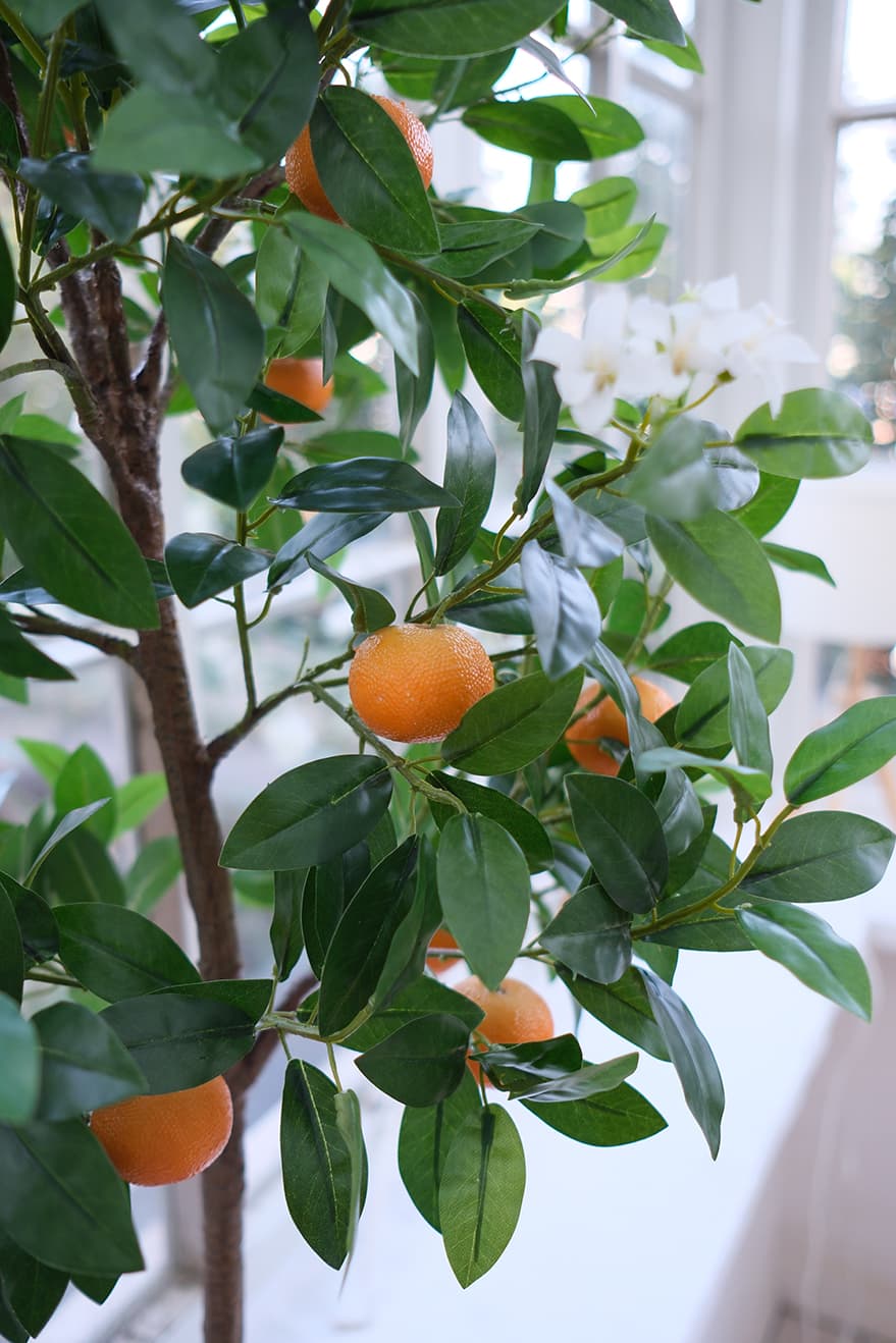 Fruit Plants Product 6