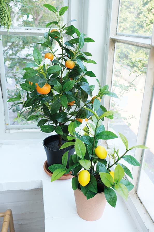 Fruit Plants Product 7